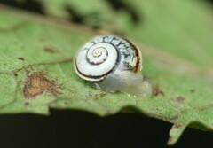 Sheldonia
