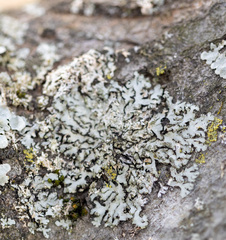 Phaeophyscia hirsuta