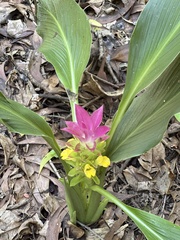 Curcuma australasica