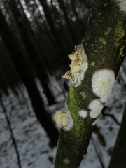 Basidioradulum radula