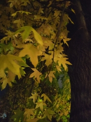 Liquidambar orientalis