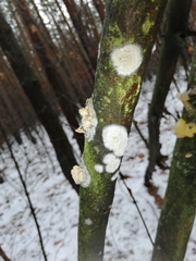 Basidioradulum radula