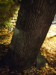 Liquidambar orientalis