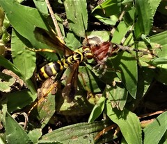 Poecilopompilus interruptus