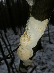 Basidioradulum radula