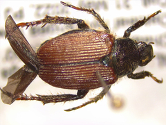 Strigoderma arbicola