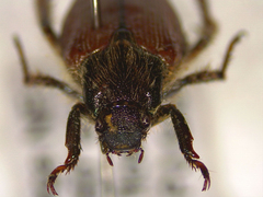 Strigoderma arbicola