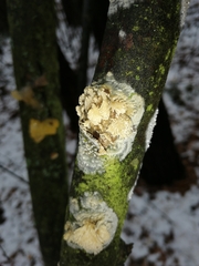 Basidioradulum radula