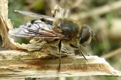 Eristalis similis