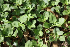 Crassula pellucida brachypetala