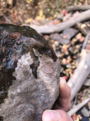 Potamopyrgus antipodarum