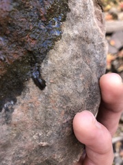 Potamopyrgus antipodarum