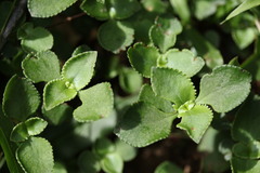 Crassula pellucida brachypetala