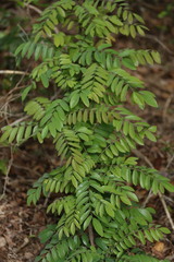 Cnestis polyphylla