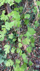 Crataegus marshallii