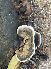 Hexagonia tenuis