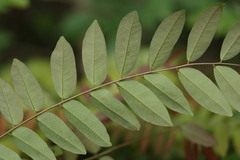 Cnestis polyphylla
