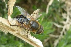 Eristalis similis