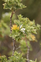 Pelargonium ribifolium
