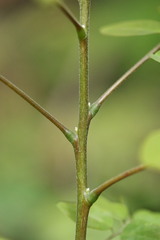 Cnestis polyphylla