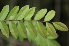 Cnestis polyphylla