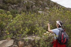 Pelargonium ribifolium