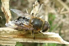 Eristalis similis