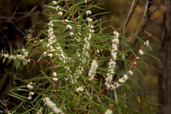 Hakea ulicina