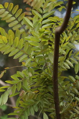 Cnestis polyphylla