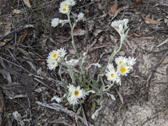 Helichrysum leucopsideum