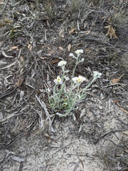 Helichrysum leucopsideum