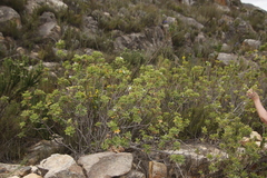 Pelargonium ribifolium