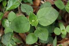 Crassula pellucida brachypetala