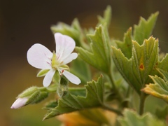 Pelargonium ribifolium