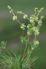 Psammotropha mucronata