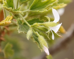 Pelargonium ribifolium