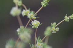 Psammotropha mucronata