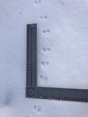 Peromyscus sonoriensis