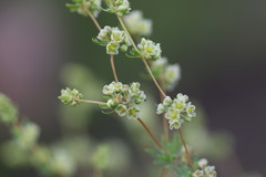 Psammotropha mucronata