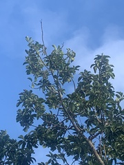 Sideroxylon foetidissimum