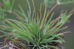 Psammotropha mucronata