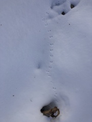 Peromyscus sonoriensis