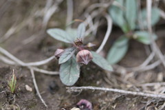 Brachystelma modestum