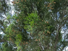 Callitris