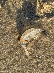 Eumalacostraca