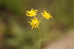 Asclepias aurea