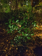 Ligustrum japonicum