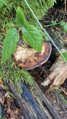 Rhodofomes cajanderi