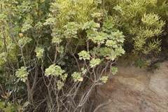 Pelargonium ribifolium