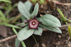 Brachystelma modestum